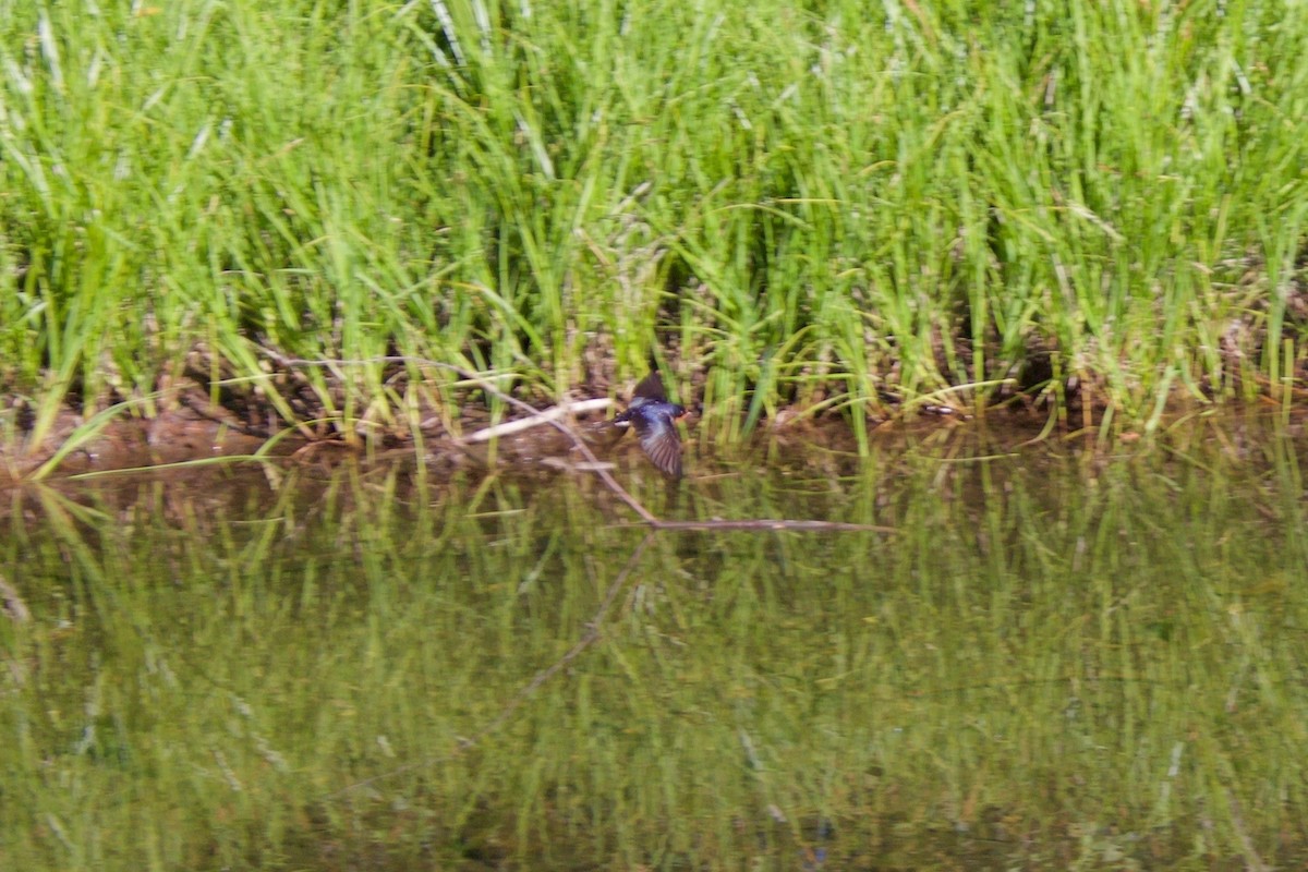 Barn Swallow - ML109099601