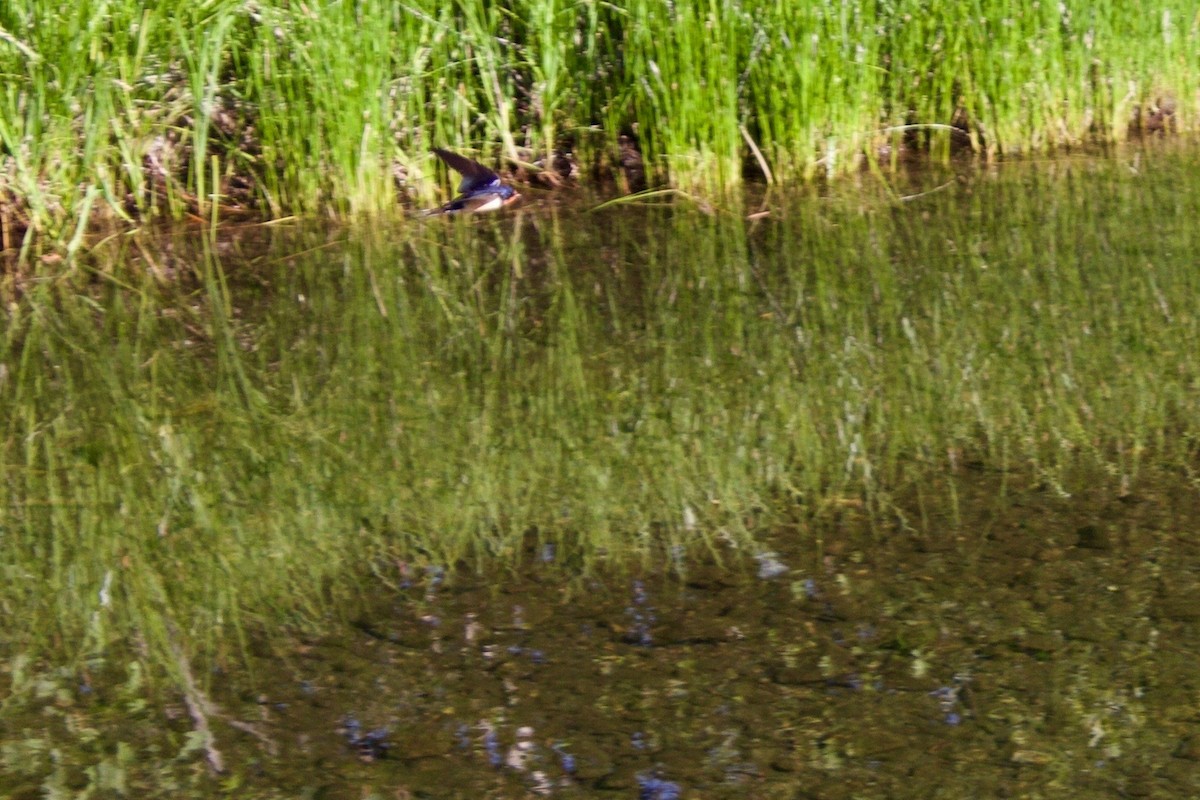 Barn Swallow - ML109099611