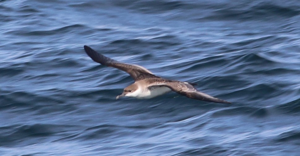 Great Shearwater - ML109099871