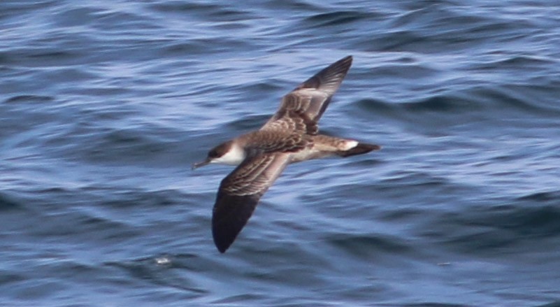 Great Shearwater - ML109099881