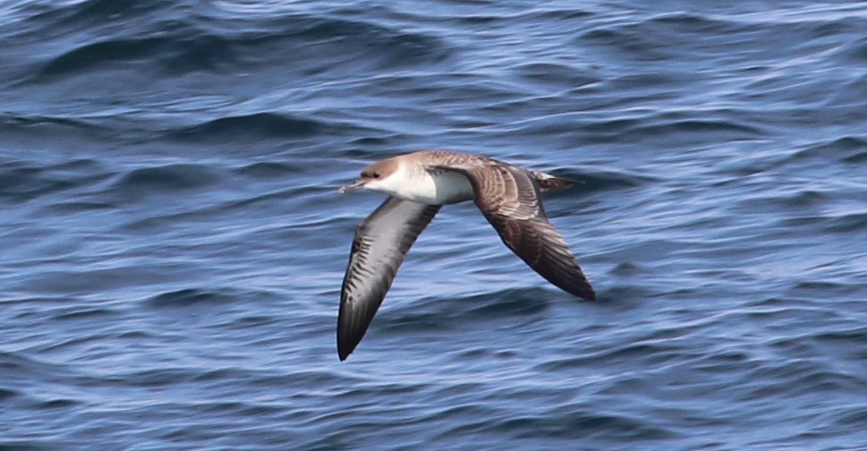 Great Shearwater - ML109099891