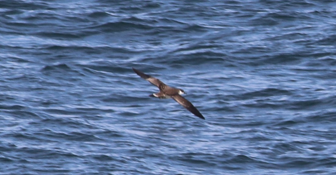 Great Shearwater - ML109099901