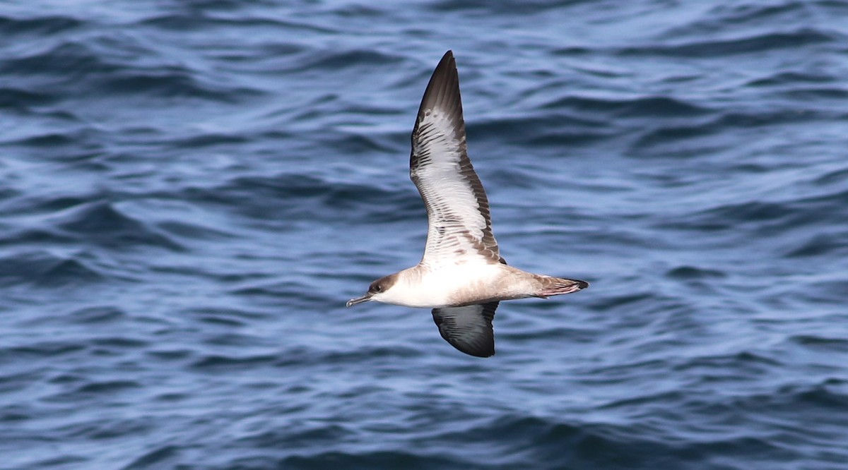 Great Shearwater - ML109099911