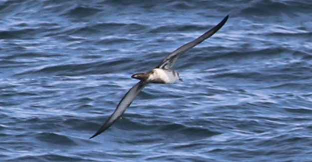 Great Shearwater - ML109099921