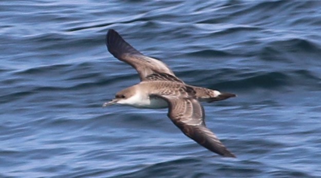 Great Shearwater - ML109099941