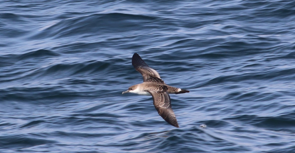 Great Shearwater - ML109099951