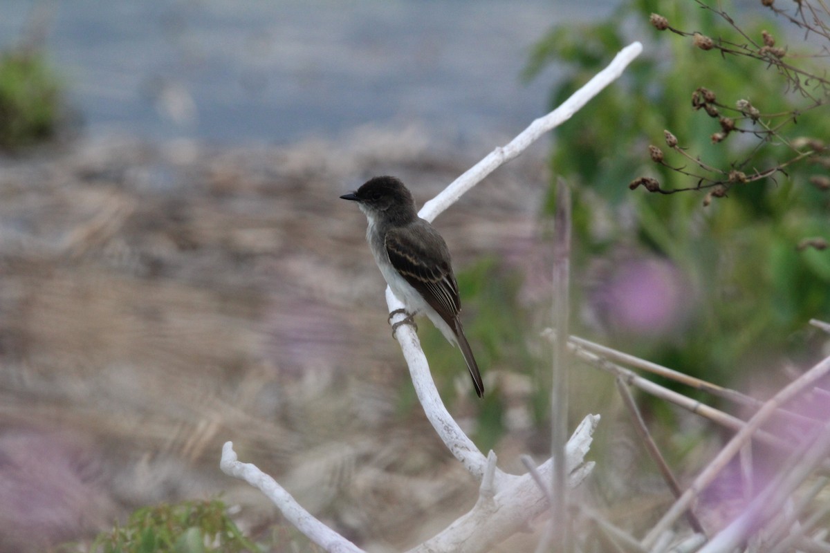 Eastern Phoebe - ML109101661