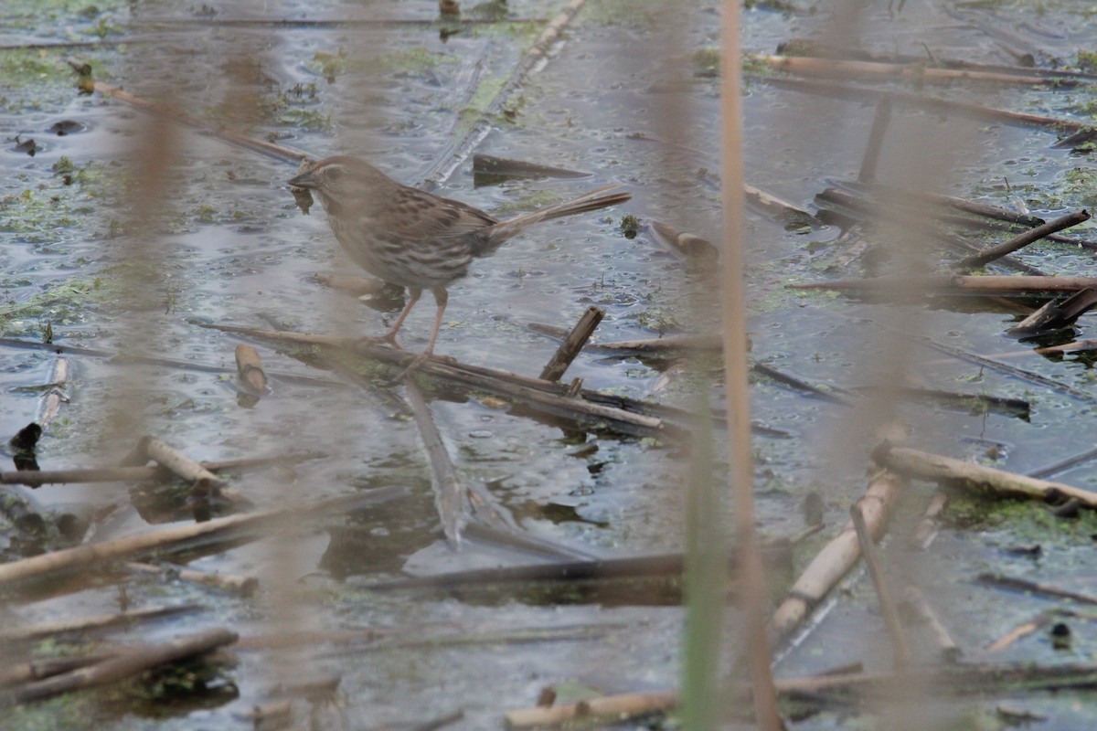 Song Sparrow - ML109101711