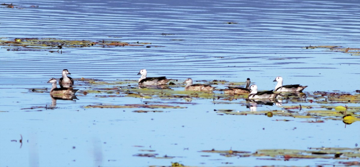 Cotton Pygmy-Goose - ML109101991