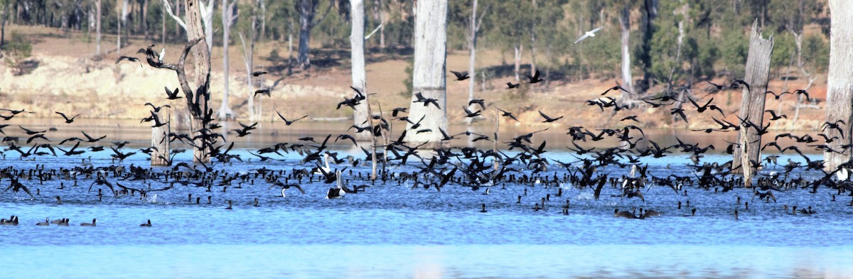 Little Black Cormorant - ML109102081