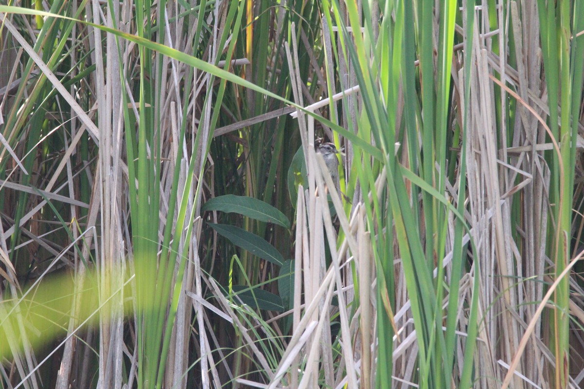 Swamp Sparrow - ML109102261