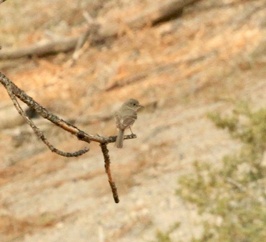 Wright Sinekkapanı - ML109103451