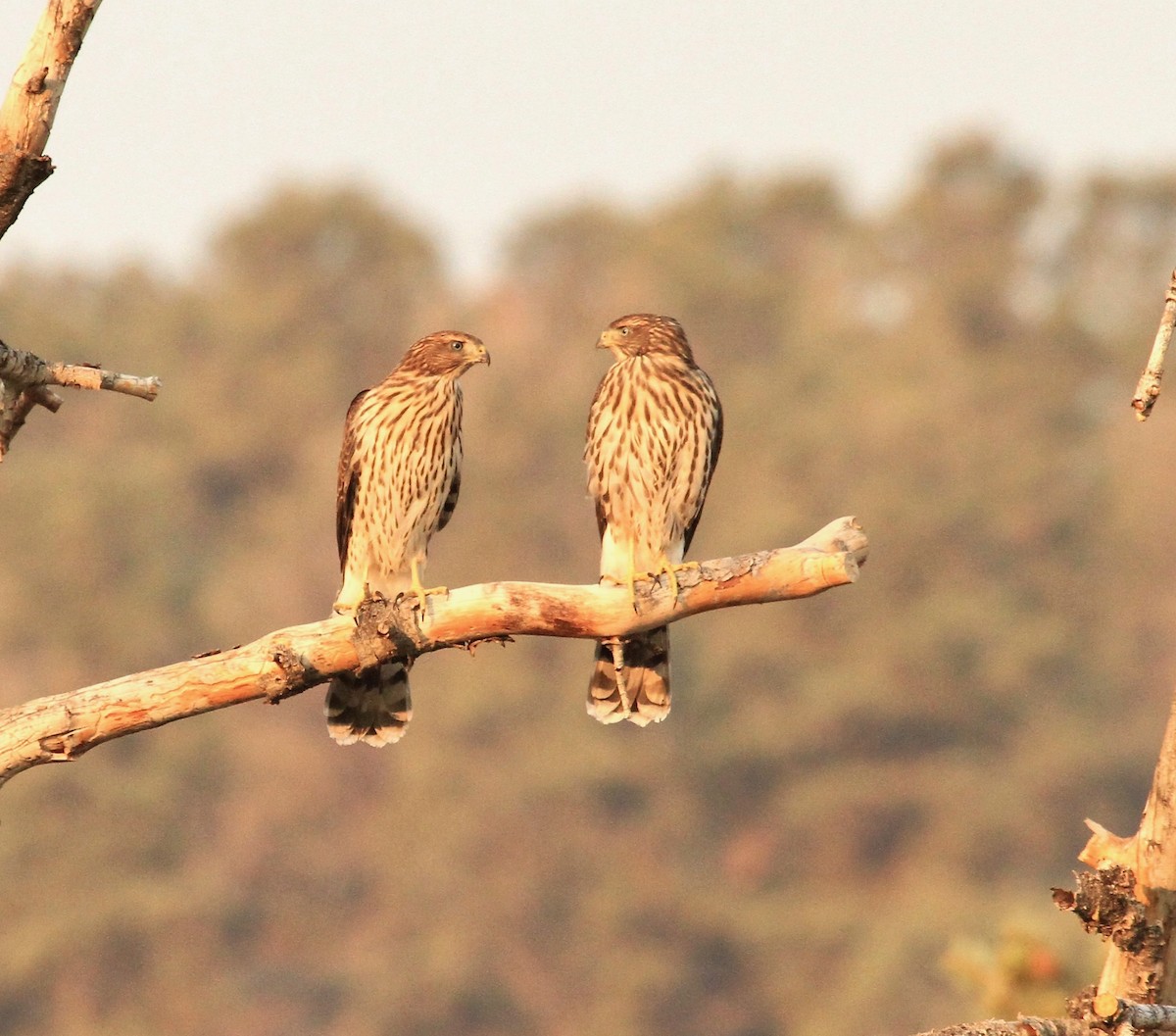 Cooper's Hawk - ML109106361