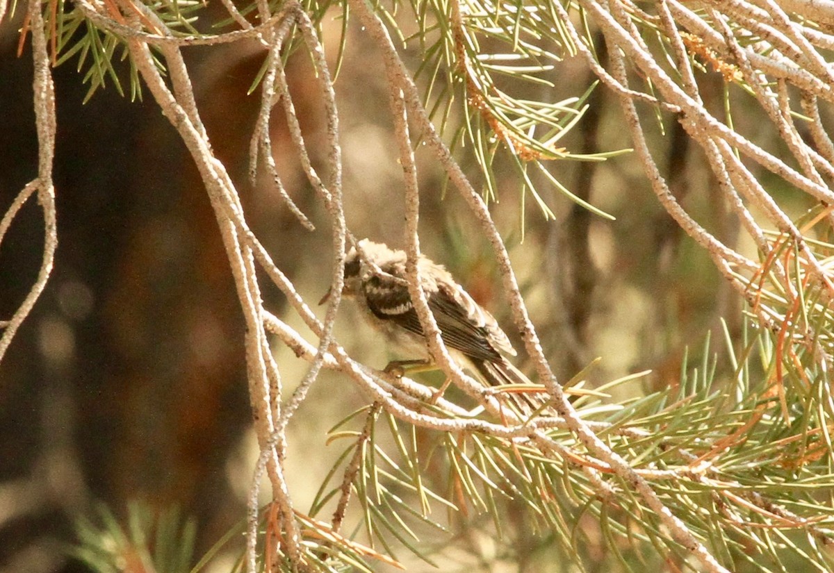 Plumbeous Vireo - ML109106441