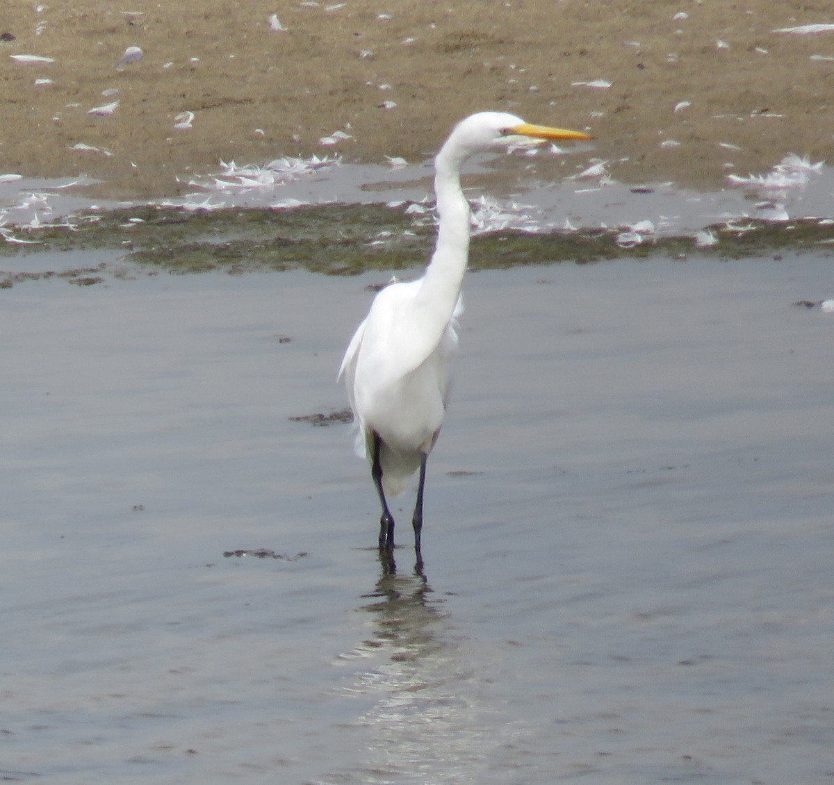 Great Egret - George Chrisman