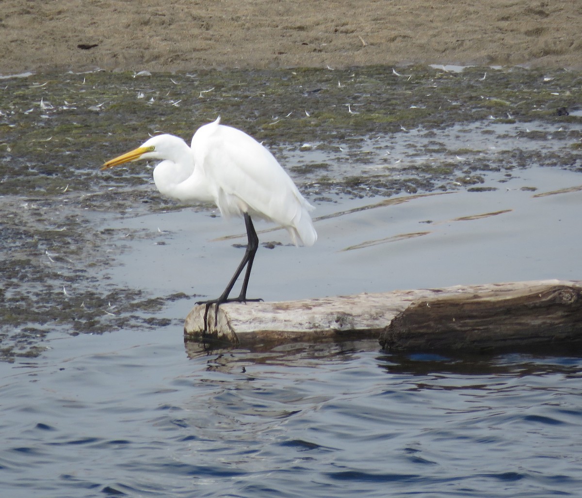 Great Egret - ML109107161