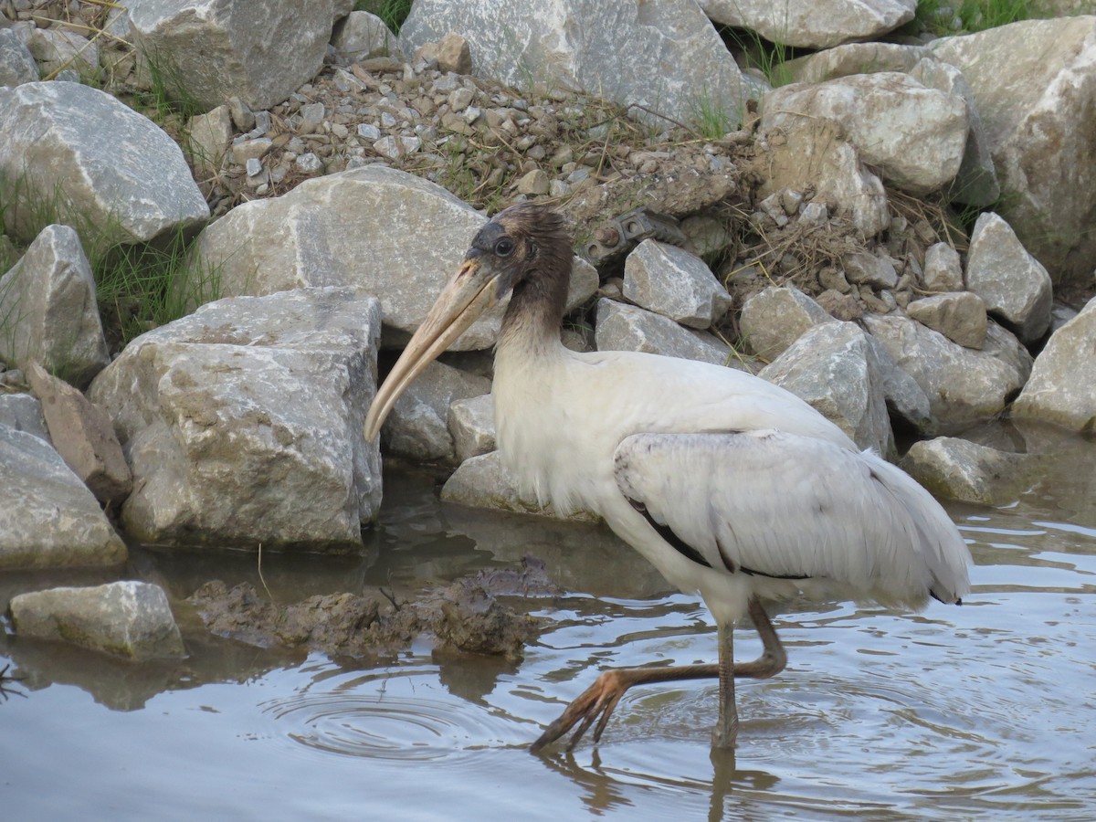 Wood Stork - ML109107191