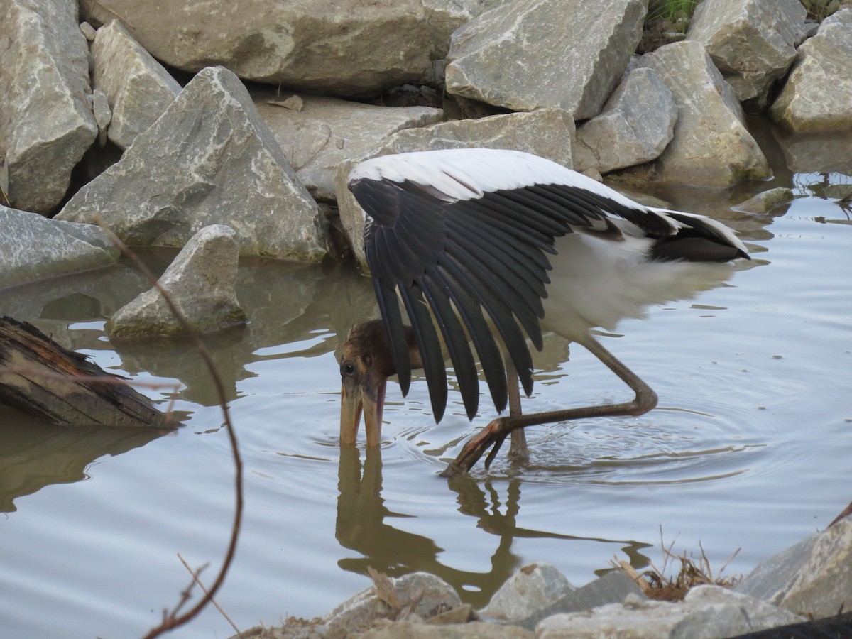 Wood Stork - ML109107201