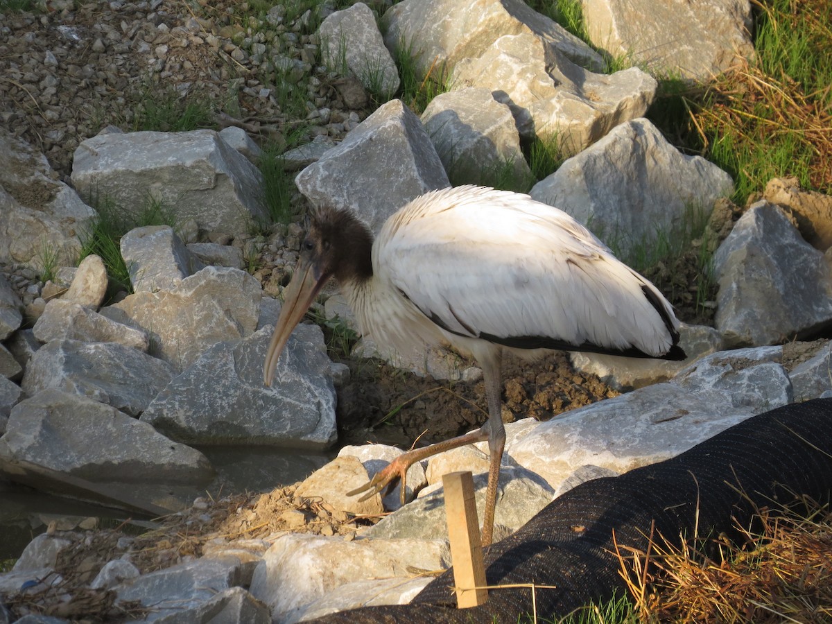 Wood Stork - ML109107221