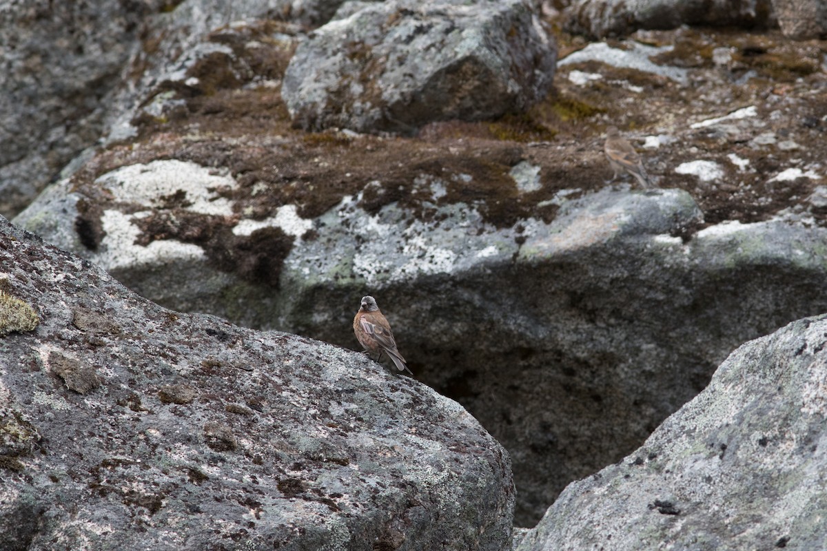 Gray-crowned Rosy-Finch - ML109107891