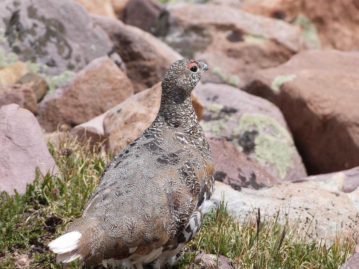 White-tailed Ptarmigan - ML109110051