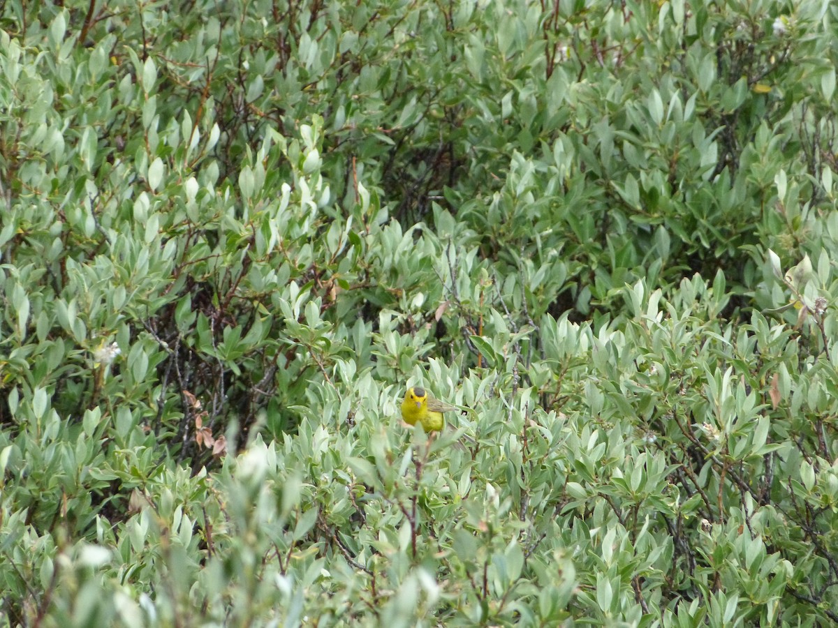 Wilson's Warbler - ML109110311