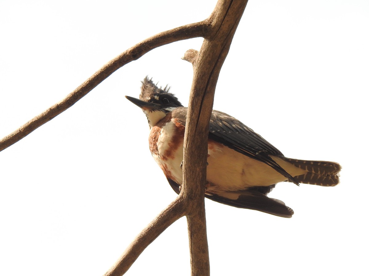 Belted Kingfisher - ML109110431