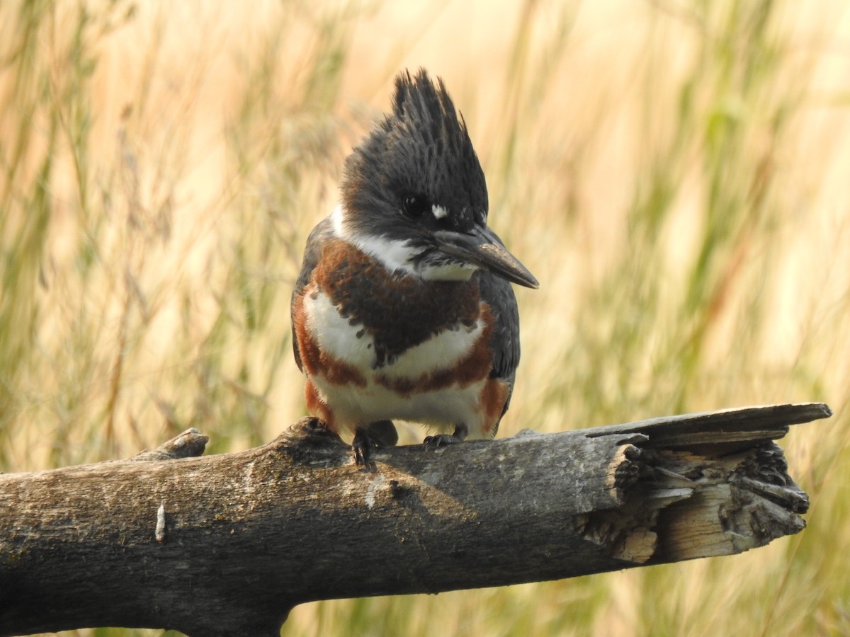 Belted Kingfisher - ML109110531