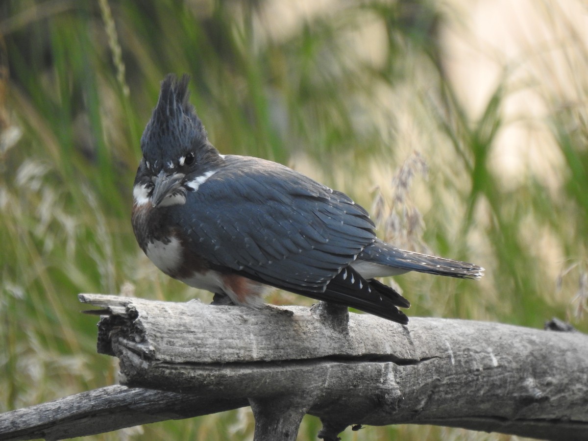 Belted Kingfisher - ML109110681