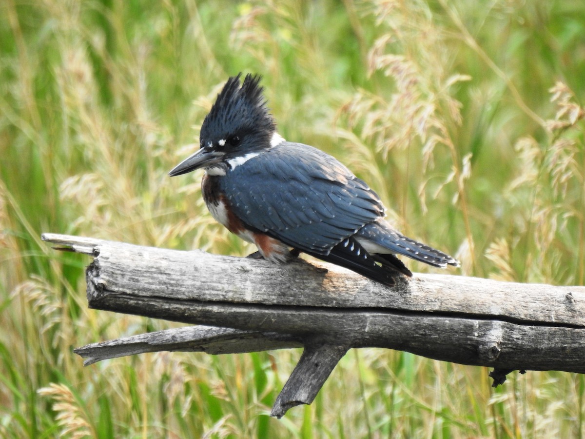 Belted Kingfisher - ML109110731
