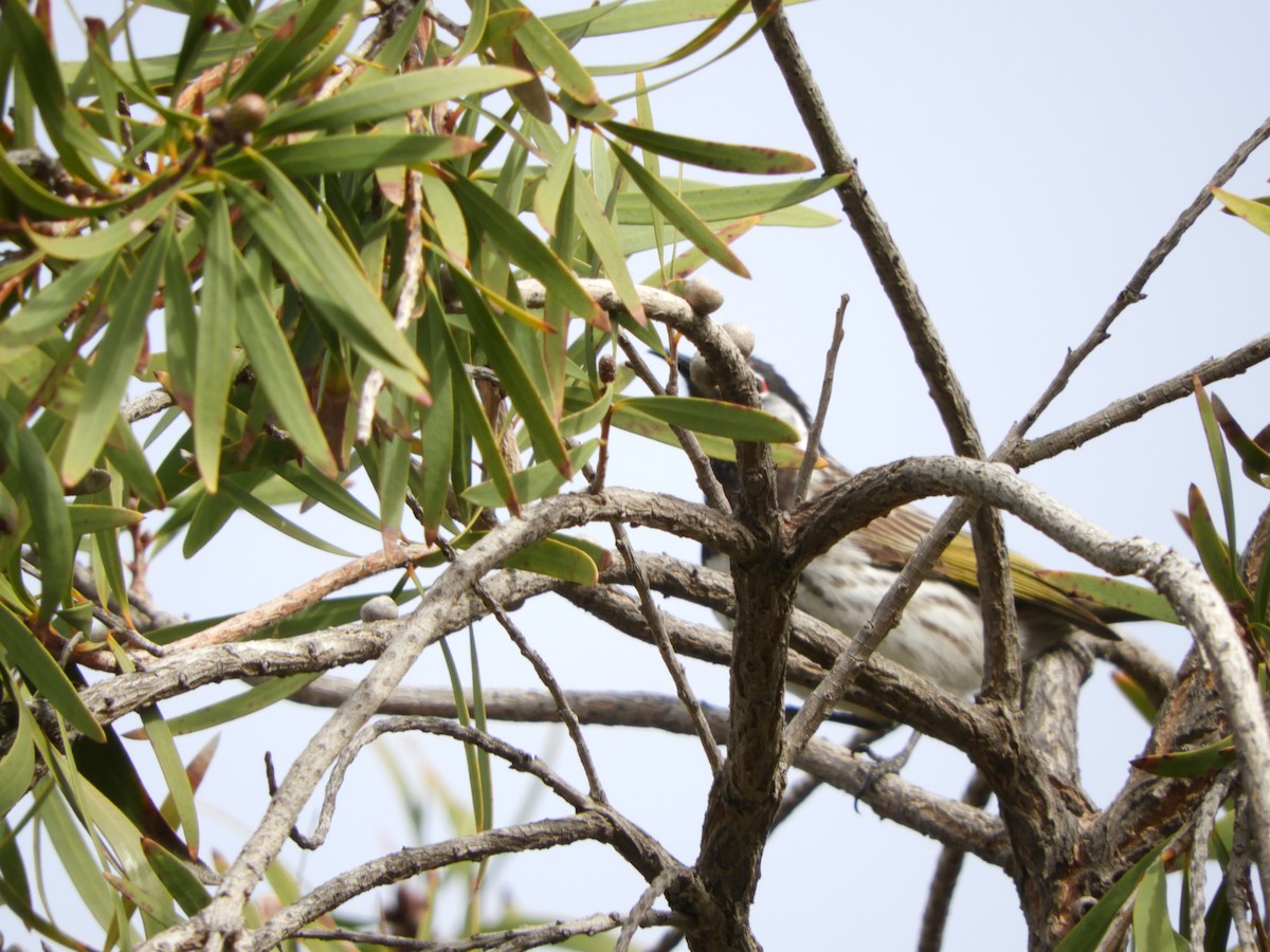 White-fronted Honeyeater - ML109110991