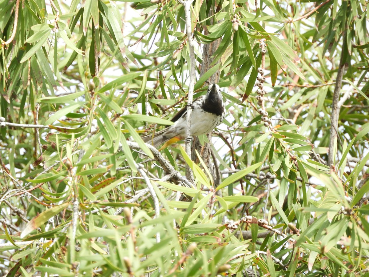 White-fronted Honeyeater - ML109111011