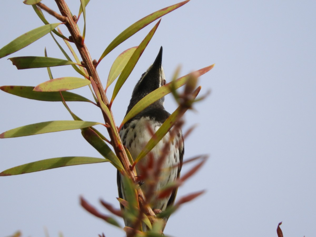 White-fronted Honeyeater - ML109111021