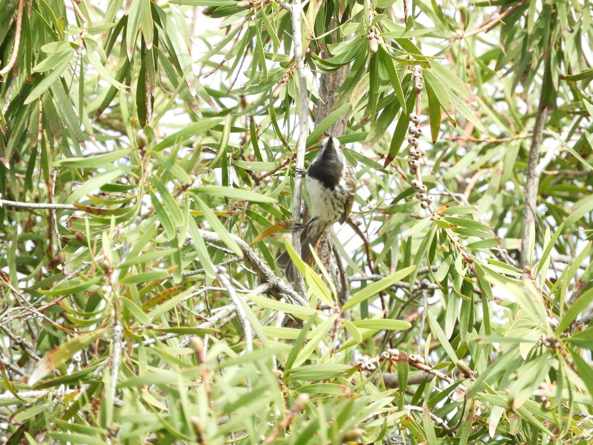 White-fronted Honeyeater - ML109111061