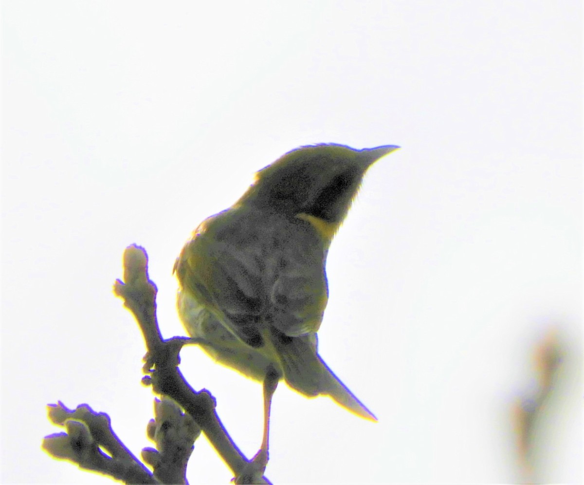 Yellow-plumed Honeyeater - ML109111171