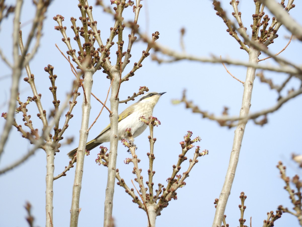 Singing Honeyeater - ML109111251