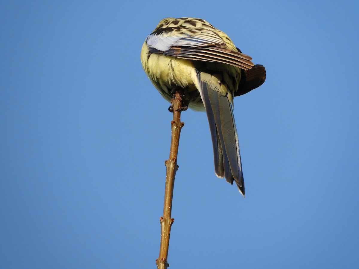 rødrosella (flaveolus) (gulrosella) - ML109111261