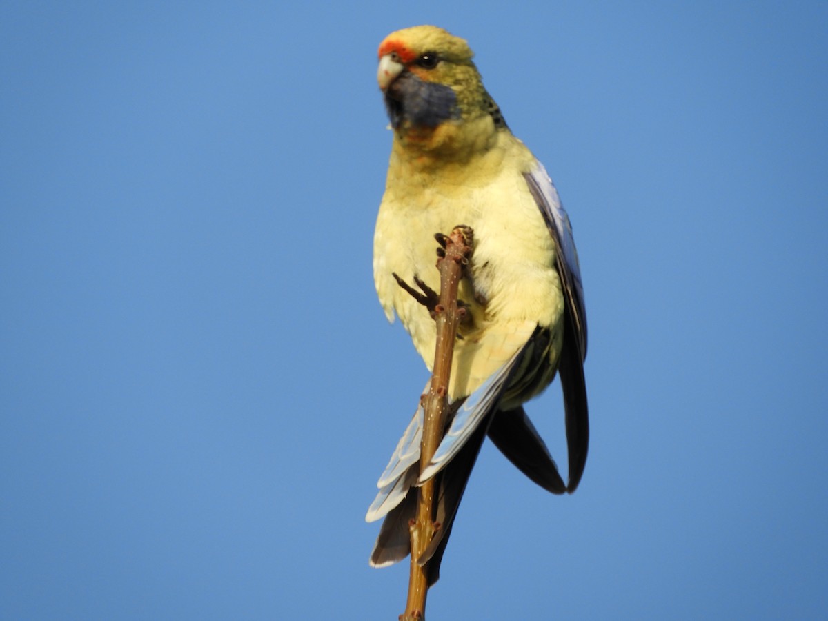 Crimson Rosella (Yellow) - ML109111271