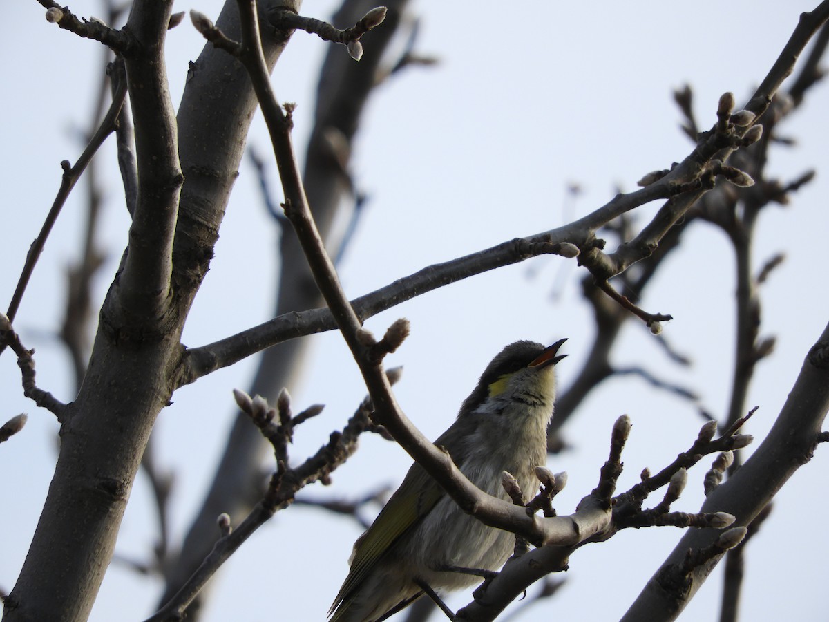 Singing Honeyeater - ML109111281