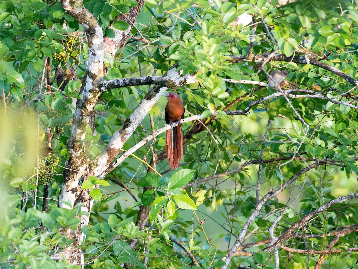 Chestnut-breasted Malkoha - ML109111961