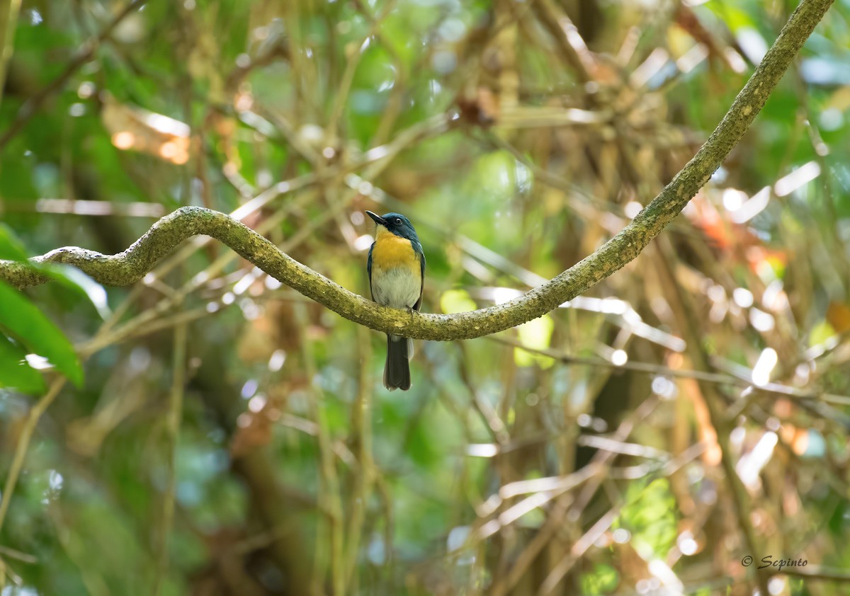 Palawan Blue Flycatcher - ML109112301