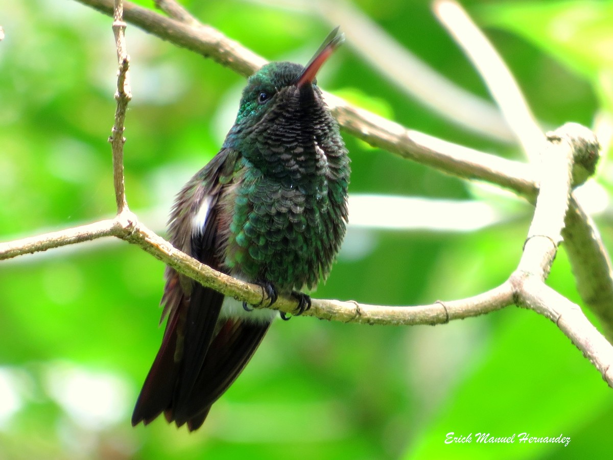 kolibřík mexický - ML109112561