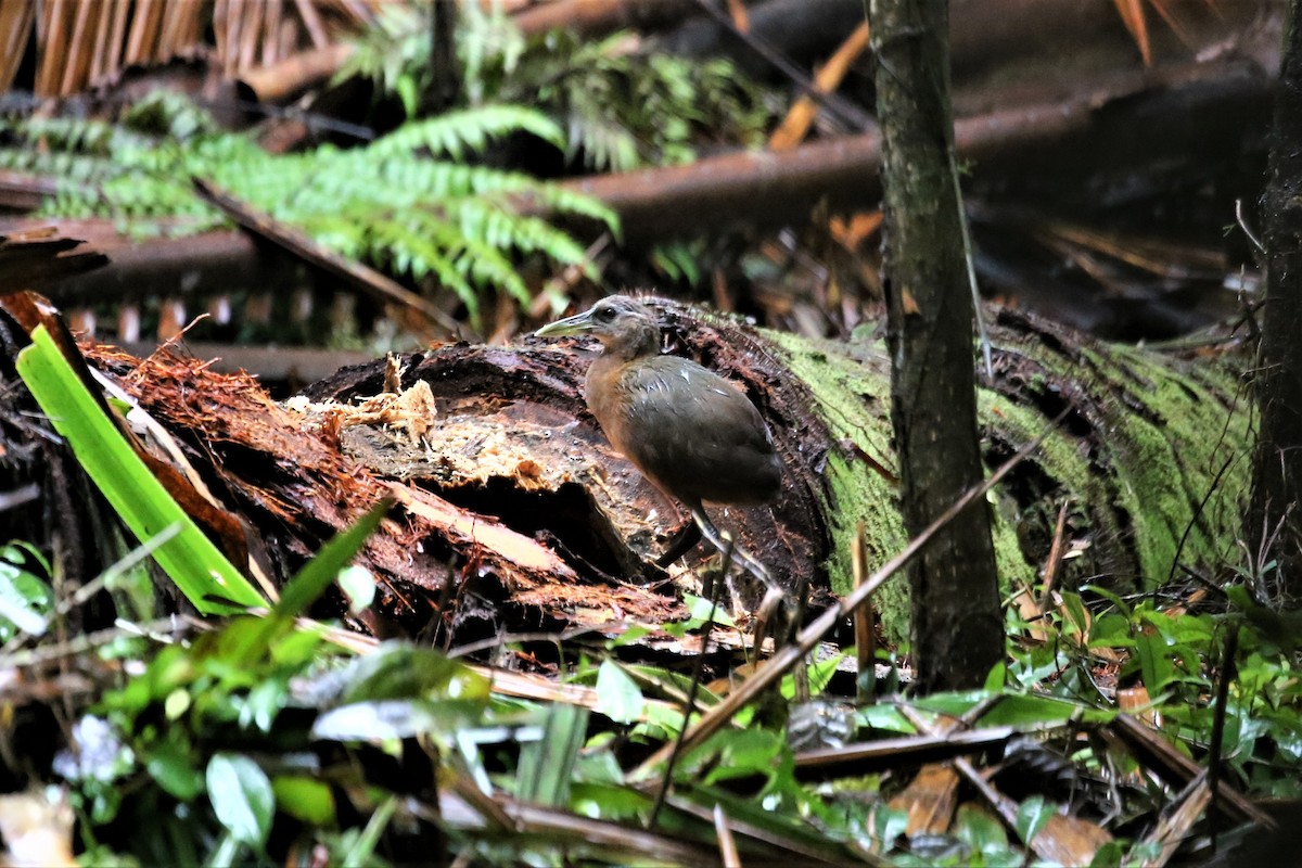 New Guinea Flightless Rail - Megacrex inepta - Media Search - Macaulay ...