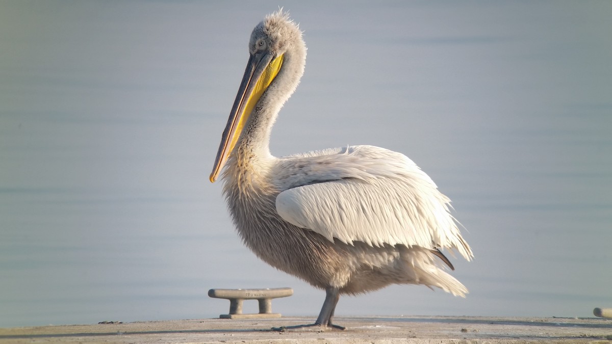 pelikán kadeřavý - ML109113941