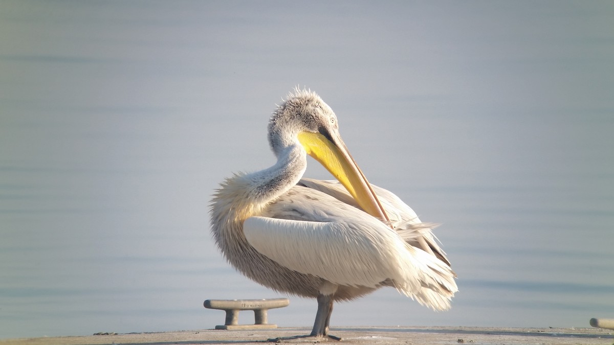 Dalmatian Pelican - ML109114001