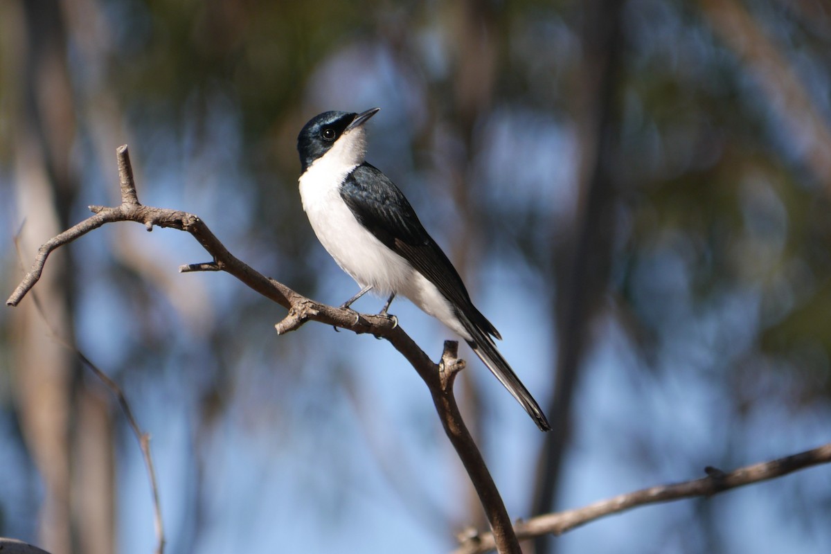 Restless Flycatcher - Frank Coman