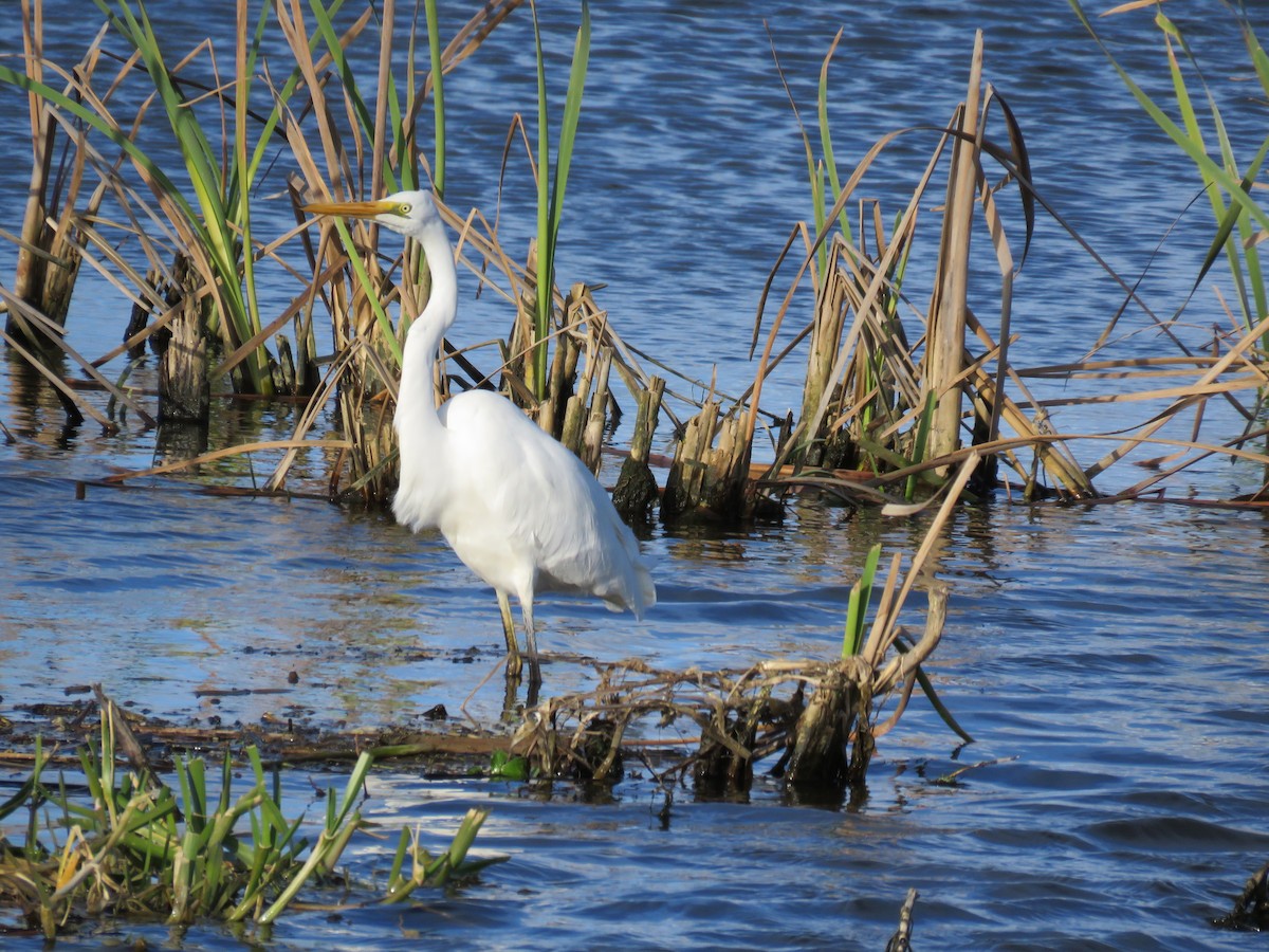 Great Egret (modesta) - Russell Cannings