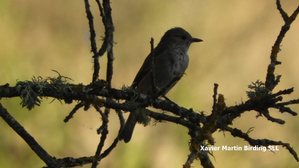 Spotted Flycatcher - ML109115031