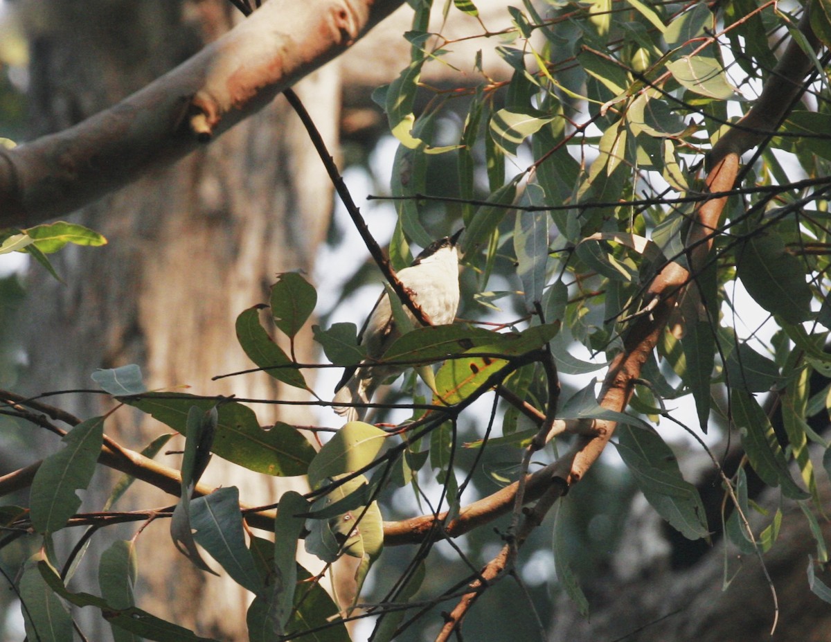 White-naped Honeyeater - ML109118881