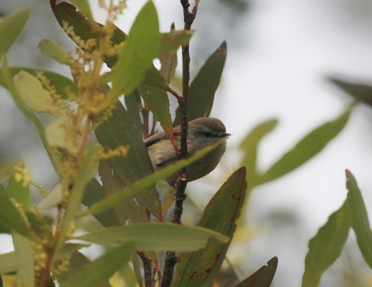 Brown Gerygone - ML109118911